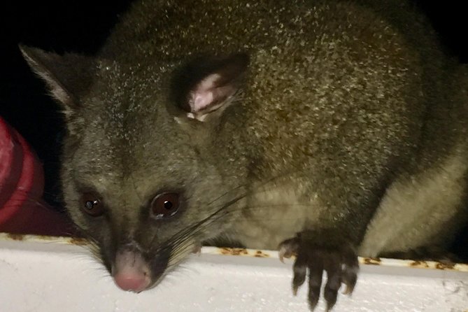 Wildlife Night Spotting at Cradle Mountain - The Cradle Valley boardwalk is the wildlife highlight