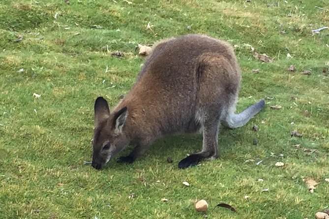 Wildlife Night Spotting at Cradle Mountain - Dress for a Tasmanian night
