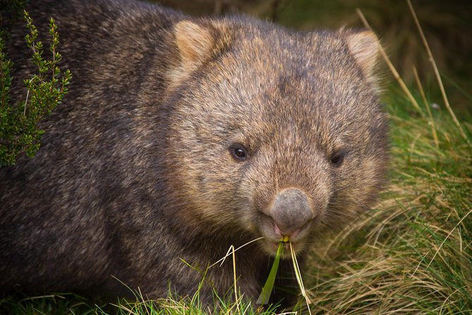 Wildlife Night Spotting at Cradle Mountain - Ronny Creek brings sunset and first sightings