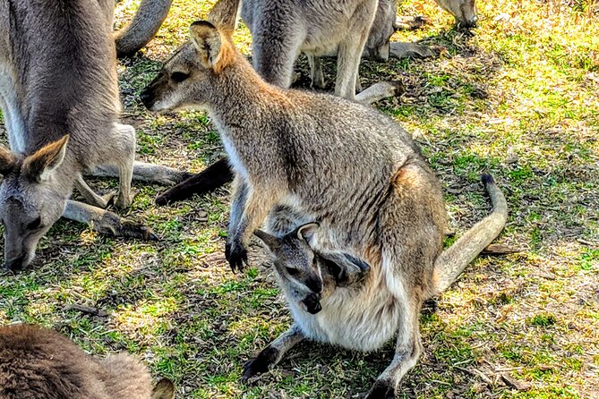 Wildlife, Waterfalls and Wine Day Tour from Sydney - Symbio Wildlife Park before the crowds