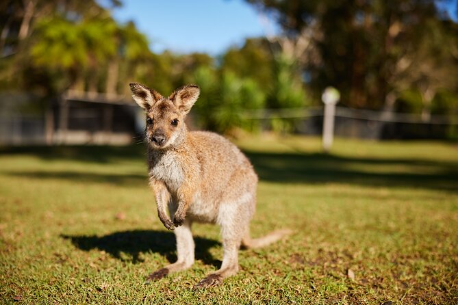 Wildlife, Waterfalls and Wine Day Tour from Sydney - Fitzroy Falls and the easy Morton National Park walk