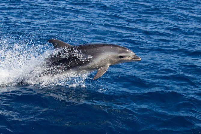 Wineglass Bay Cruise from Coles Bay - Wildlife sightings depend on timing and luck
