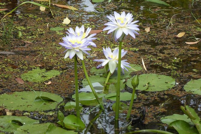 Yellow Water Cruise - Kakadu - What can make the cruise less satisfying?