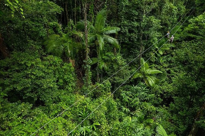 Ziplining Cape Tribulation with Treetops Adventures - Key points to know before you book