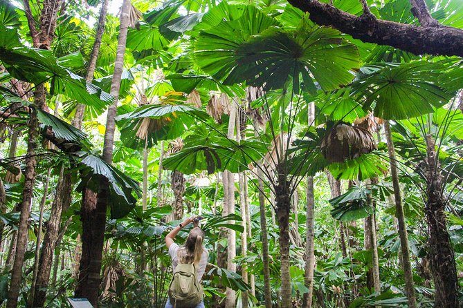 Ziplining Cape Tribulation with Treetops Adventures - What the rainforest adds to the activity