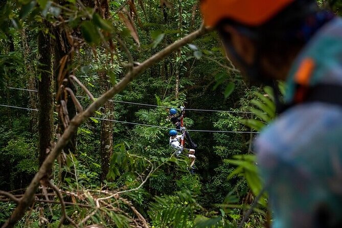 Ziplining Cape Tribulation with Treetops Adventures - Nine ziplines and a 130-meter finale